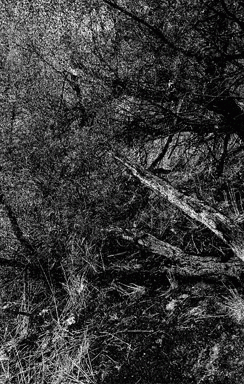 Bloodwoods : Reh. Autumn MMXIX
